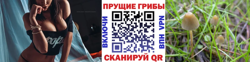 Псилоцибиновые грибы MAGIC MUSHROOMS  где купить наркотик  Грозный 